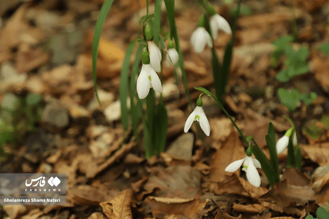 زیبایی پاییز در جنگل‌های هیرکانی