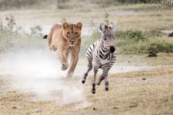 گورخر خسته، طعمهای آسان برای شیرها!