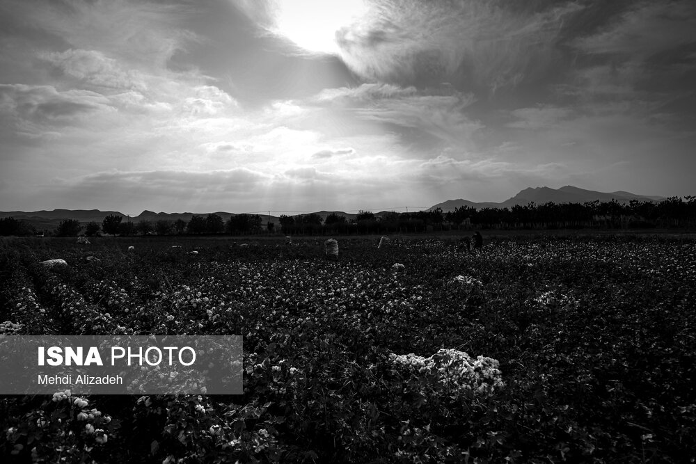 برداشت پنبه در خراسان شمالی