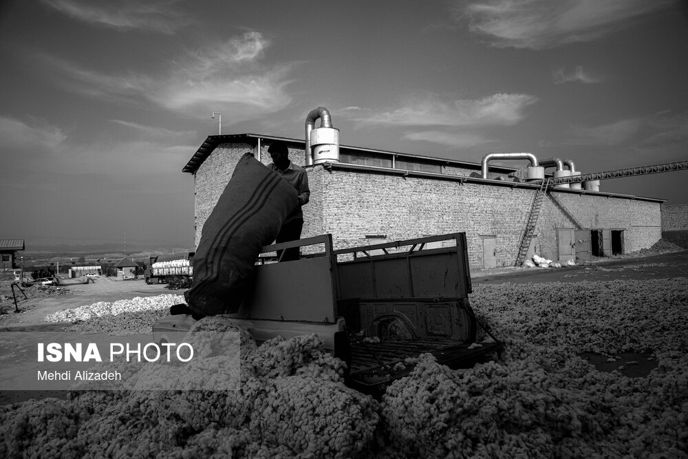 برداشت پنبه در خراسان شمالی