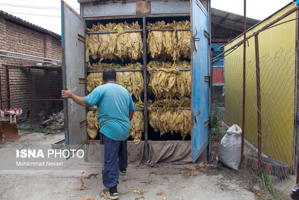 برداشت توتون در گلستان
