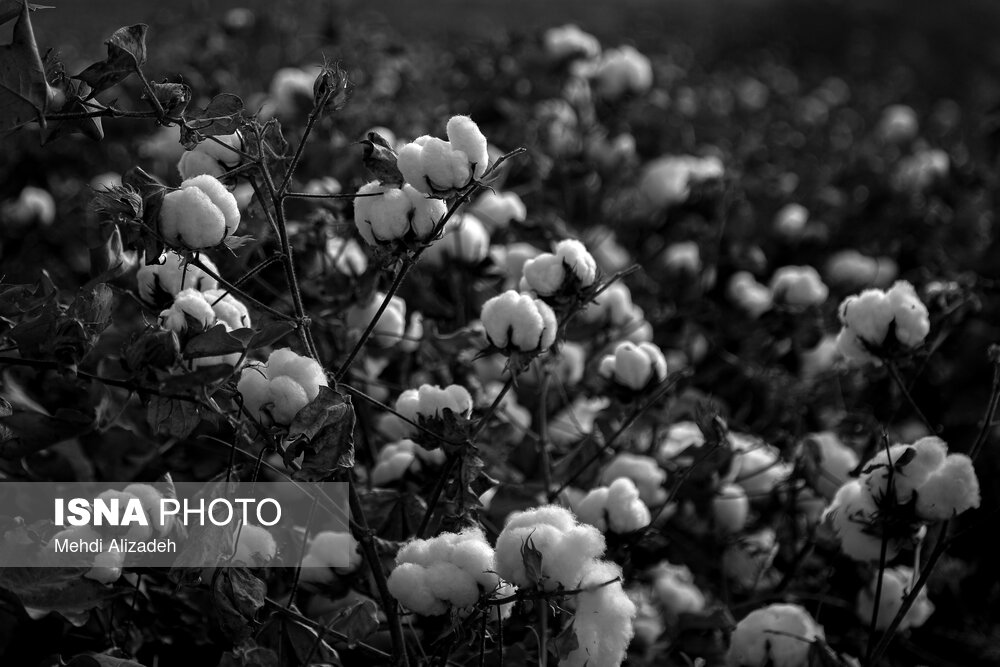 برداشت پنبه در خراسان شمالی