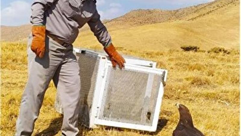 رهاسازی ۸۸۰ گونه جانوری در زیستگاه های کردستان