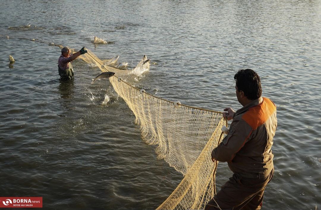 پرورش ماهی در آزادشهر گلستان