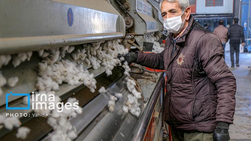 ارزش اقتصادی وش پنبه خراسانشمالی ۱۴ هزار میلیارد ریال برآورد شد