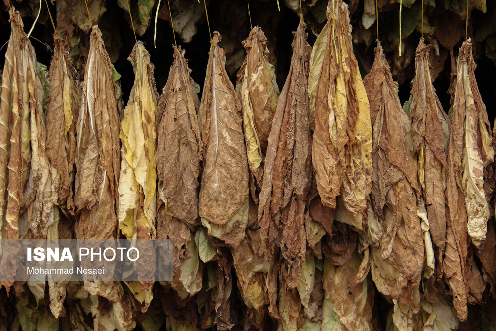 برداشت توتون در گلستان