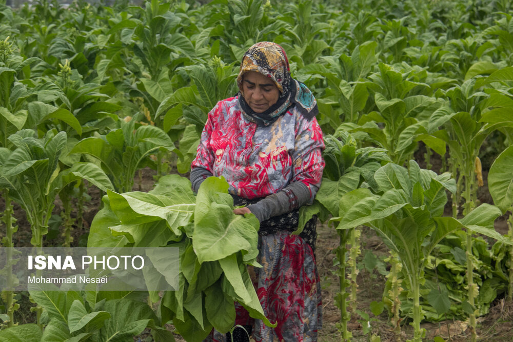 برداشت توتون در گلستان