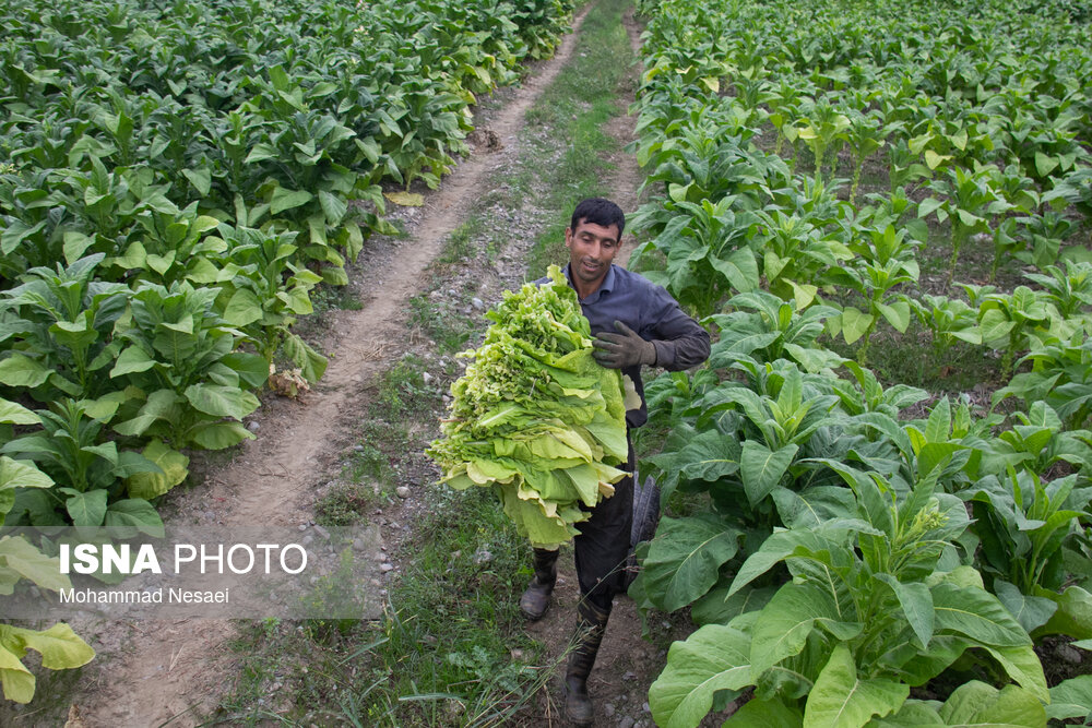 برداشت توتون در گلستان