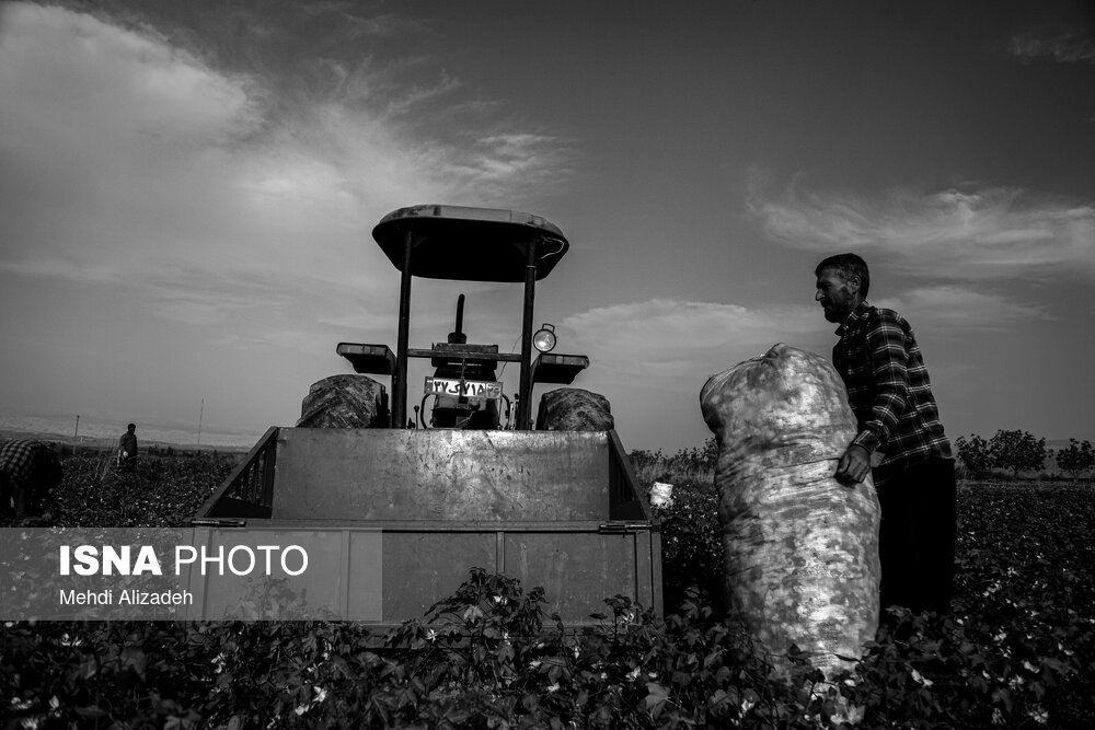 برداشت پنبه در خراسان شمالی