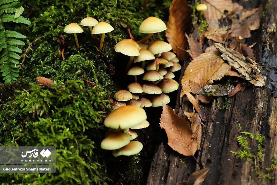 زیبایی پاییز در جنگل‌های هیرکانی