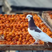 خُرو؛ پایتخت آلوی ایران