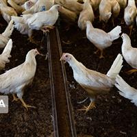 نیوکاسل ۳۰ هزار قطعه مرغ خراسانشمالی را تلف کرد