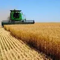 معاون وزیر: در بخش کشاورزی به ۸۰ درصد خوداتکایی رسیدیم