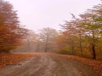 پاییز رویایی ارتفاعات سوادکوه؛ الاشت