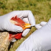 ستاد آنفلوآنزای فوق حاد پرندگان در استان مرکزی فعال شد