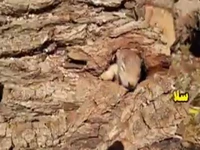 سلاخی بلوطها در کارگاه چوببُری یاسوج