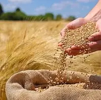 آغاز کاشت گندم در فارس؛ برنامهریزی برای ۴۱۵ هزار هکتار اراضی زراعی