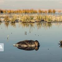 آغاز پایش منابع آبی شیروان برای مقابله با آنفلوآنزای فوقحاد پرندگان