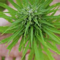 مخدرهای عجیب که به اسم گل به فروش میرسند اما بسیار خطرناکتر هستند