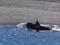 شکار فوک توسط نهنگ قاتل در نزدیکی ساحل