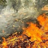 زخم‌های بدون مرز جنگ بر پیکر محیط زیست