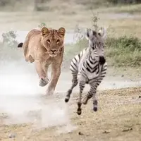 گورخر خسته، طعمهای آسان برای شیرها!