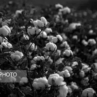 برداشت پنبه در خراسان شمالی