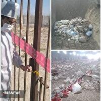 معدوم سازی ۳۰ هزار قطعه مرغ در یک واحد مرغداری شیروان