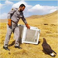 رهاسازی ۸۸۰ گونه جانوری در زیستگاه های کردستان