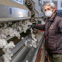 ارزش اقتصادی وش پنبه خراسانشمالی ۱۴ هزار میلیارد ریال برآورد شد