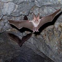 مشارکت مردمی در حفاظت از ذخایر ژنتیکی و زیستمحیطی کشور ضروروی است