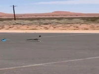 میگ میگ در دنیای واقعی! 