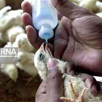 پایش بیماری آنفلوآنزای فوق حاد پرندگان در استان مرکزی تشدید شد