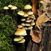 زیبایی پاییز در جنگل‌های هیرکانی