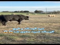 نبرد دیدنی گوساله با قوچ