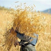 زنجان سالانه سه میلیون و ۱۰۰ هزار تن تولیدات کشاورزی دارد