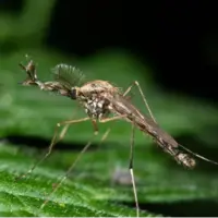 آیا پشههای ایسلند از زمستان سخت جان سالم به در خواهند برد؟