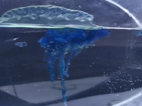 کشف یک عروس دریایی سامورایی در ژاپن!