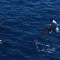 نهنگهای قاتل روشی بیرحمانه برای بیرونکشیدن جگر کوسههای سفید نابالغ آموختهاند