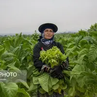 برداشت توتون در گلستان