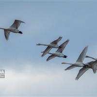 درناها نماد همزیستی انسان و طبیعت در تالاب میقان اراک شدند