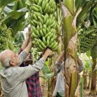 کشت بیش از ۵۰ هزار مترمربع موز در گلخانههای یزد