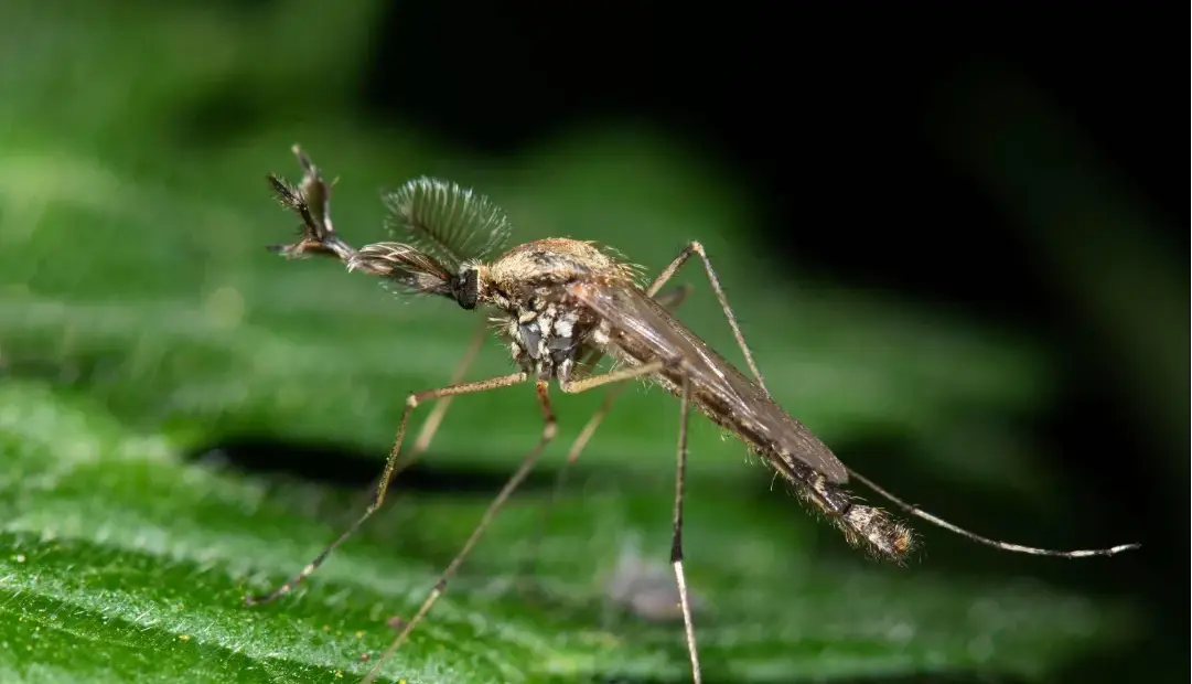 آیا پشه‌های ایسلند از زمستان سخت جان سالم به در خواهند برد؟