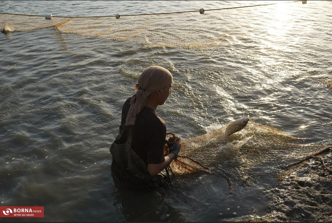 پرورش ماهی در آزادشهر گلستان
