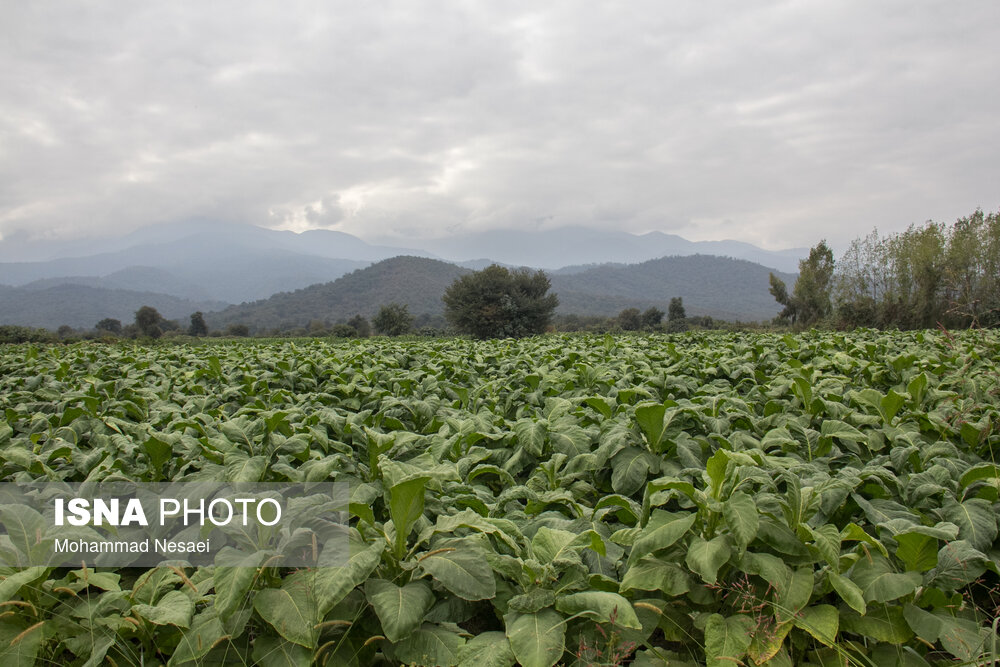 برداشت توتون در گلستان