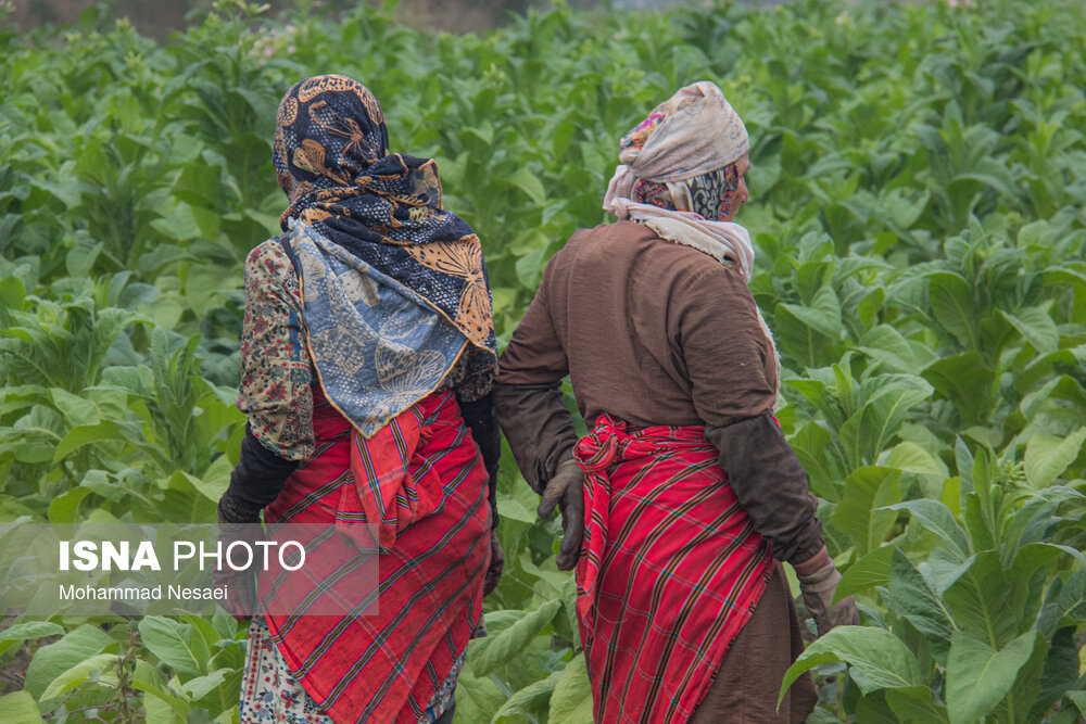 برداشت توتون در گلستان