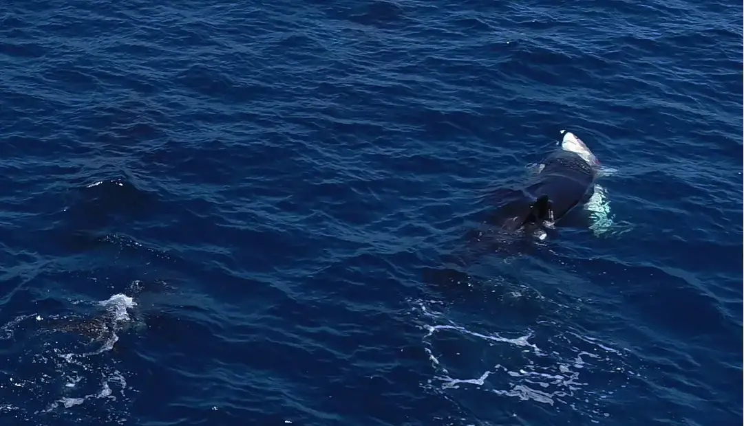 نهنگهای قاتل روشی بیرحمانه برای بیرونکشیدن جگر کوسههای سفید نابالغ آموختهاند