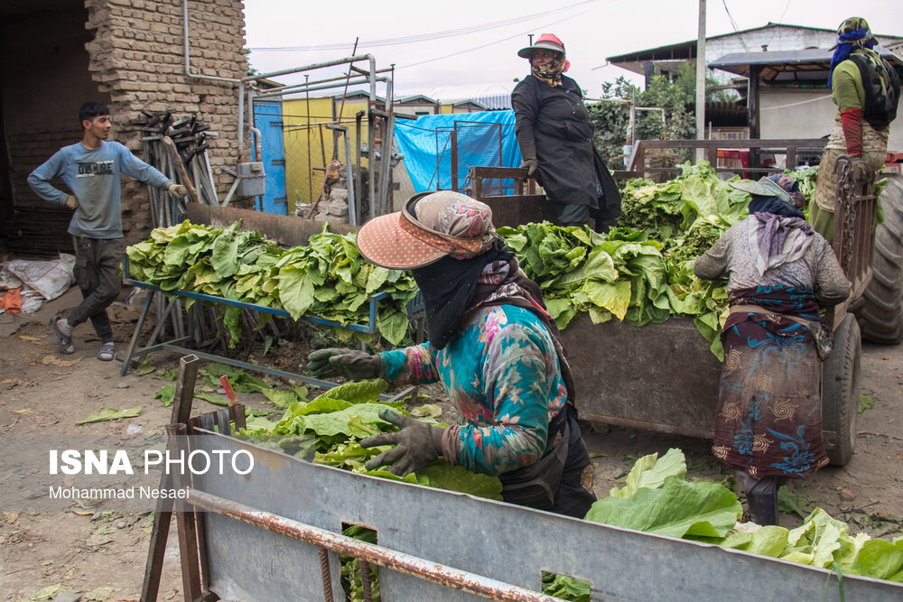 برداشت توتون در گلستان
