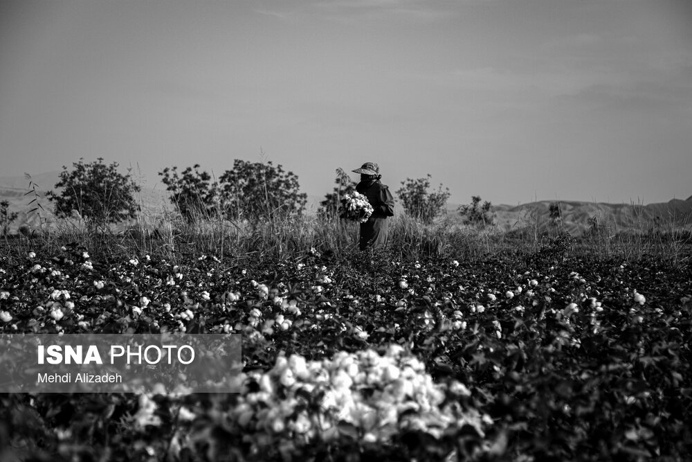 برداشت پنبه در خراسان شمالی