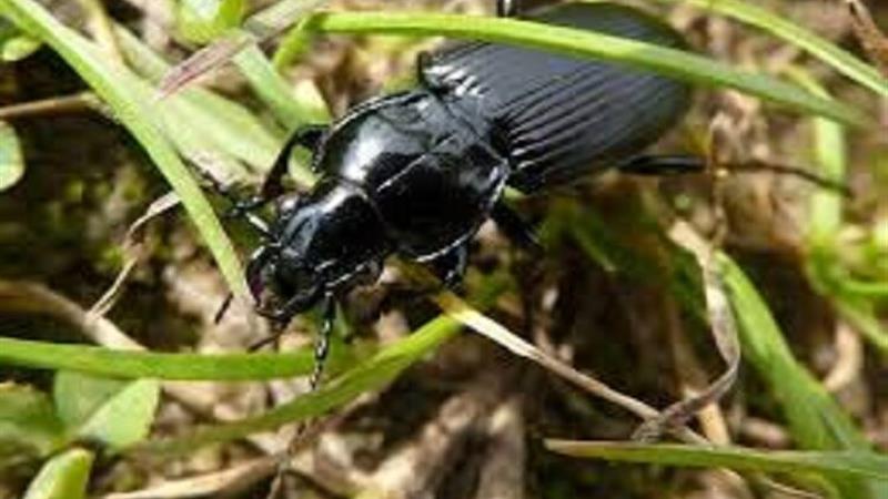 نگرانی از طغیان آفت سوسک سیاه در مزارع گندم خراسان شمالی